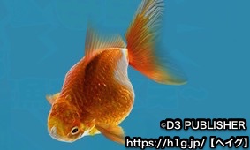 金魚 あつまれ 金魚すくい 攻略wiki ヘイグ攻略まとめwiki