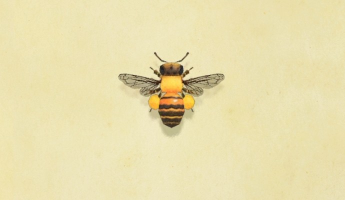 ミツバチの生息時期と時間帯｜いきもの図鑑【ヘイグ攻略まとめWiki】