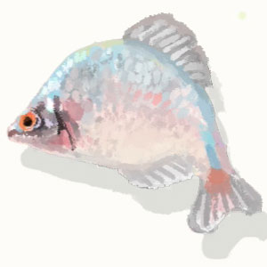 【オラ夏】ニッポンバラタナゴ｜魚【ヘイグ攻略まとめWiki】