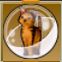【ドラクエ10】「サビ猫カプセル」の入手方法と詳細データ【ヘイグ攻略まとめWiki】