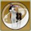 【ドラクエ10】「三毛猫・双カプセル」の入手方法と詳細データ【ヘイグ攻略まとめWiki】