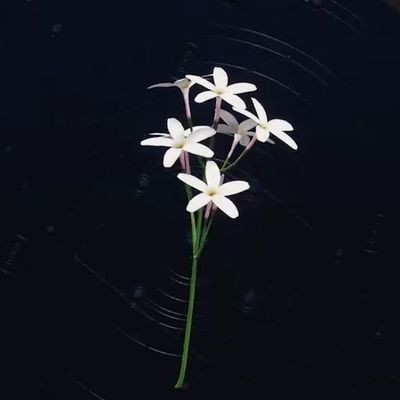 【FF7リバース】白色の花 | だいじなもの【ヘイグ攻略まとめWiki】