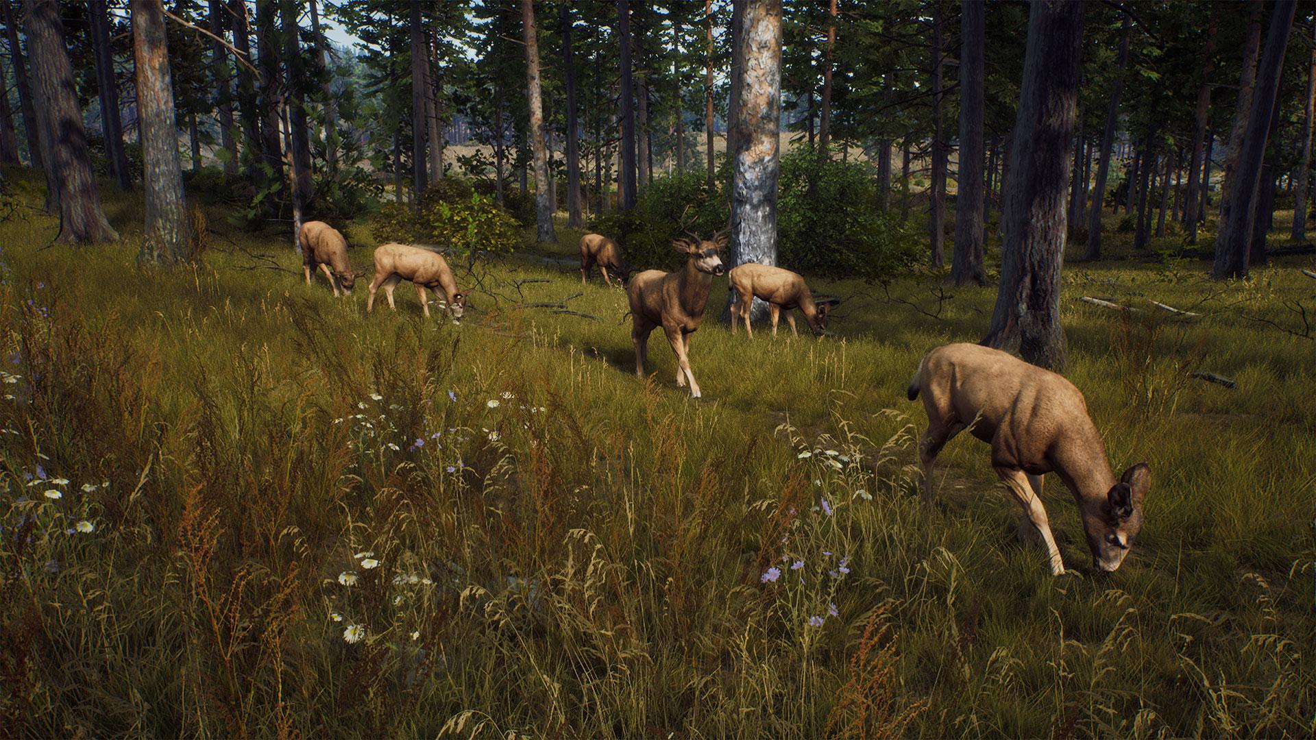 Way_of_the_Hunter_Announcement_Screenshot01_MuleDeer.jpg