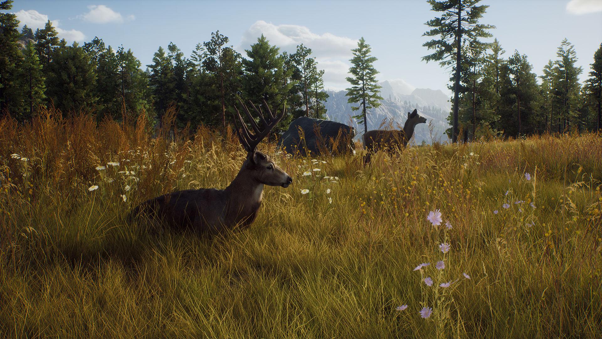 Way_of_the_Hunter_Announcement_Screenshot05_White_Tail_Deer.jpg