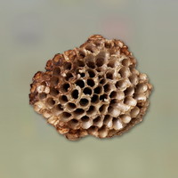 【ロストジャッジメント】ハチの巣 | 素材／その他【ヘイグ攻略まとめWiki】