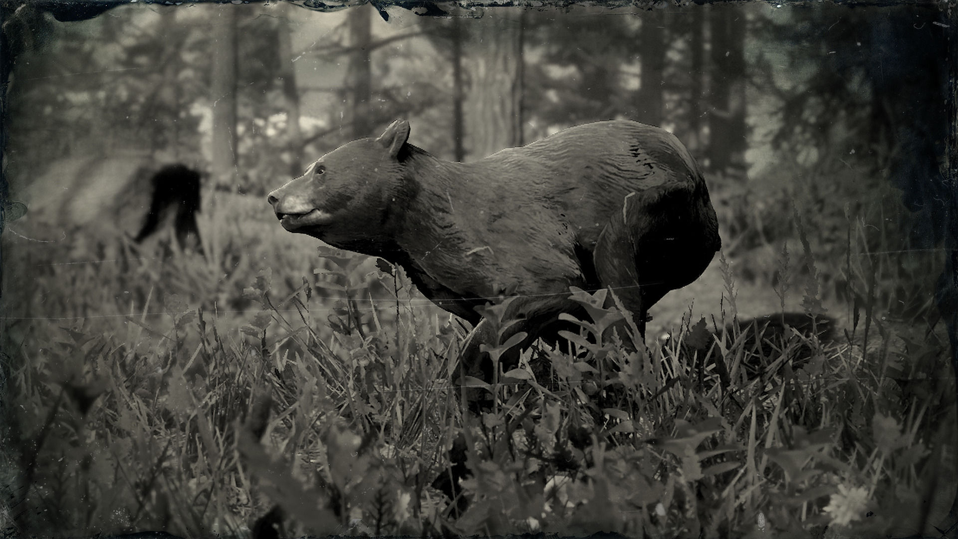 Охота на медведя 2. Red Dead Redemption 2 охота на медведя. Rdr 2 черный медведь.