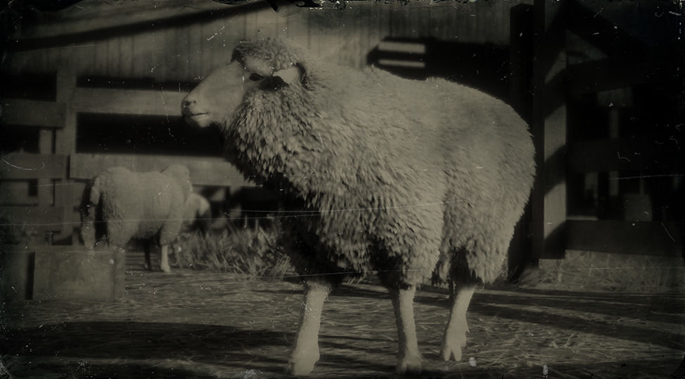 メリノ種の羊【ヘイグ攻略まとめWiki】