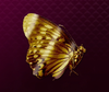【龍が如く7】素材「金の蝶」の入手方法や詳細データ【ヘイグ攻略まとめWiki】