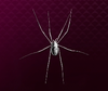 【龍が如く7】素材「銀の蜘蛛」の入手方法や詳細データ【ヘイグ攻略まとめWiki】