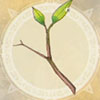 【ライザのアトリエ2】若木の枝葉 | 材料【ヘイグ攻略まとめWiki】